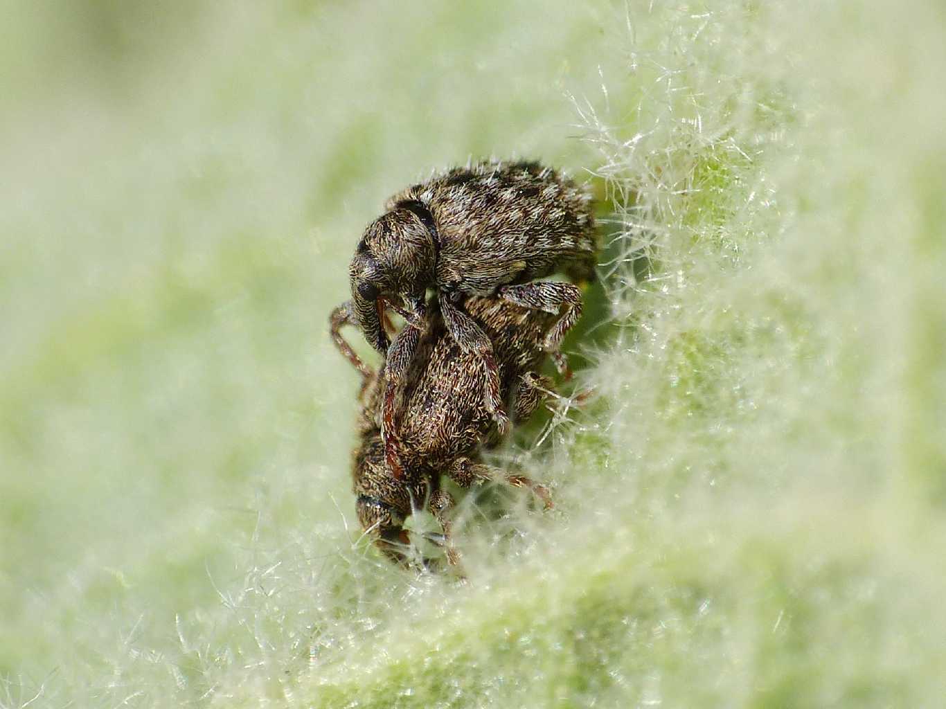 Piccoli Curculionidae sul verbasco: Cleopus pulchellus (cf.)